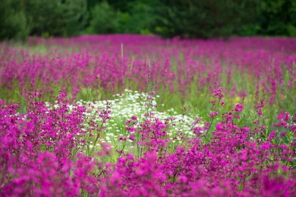 Natur Sommar Bakgrund Med Rosa Blommor Ängen Solig Dag — Stockfoto