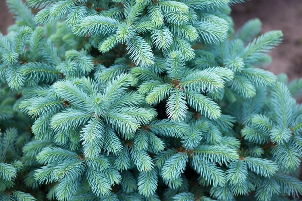 Green Lush Spruce Branch Fir Branches Silver Blue Spruce Pine — Stock Photo, Image