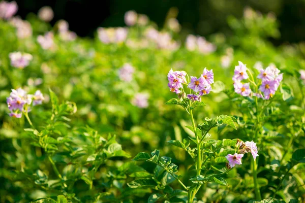 Close Potato Field — стоковое фото