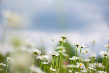 Çiçek açıyor. Papatya çayı. Çiçekli papatya tarlası, papatya çiçekleri yazın çayırda.
