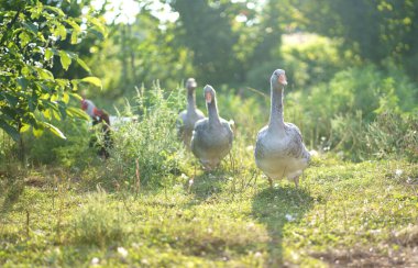 Çayırdaki evcil kazlar. Çimlerdeki kazlar, evcil kuşlar, kaz sürüsü.