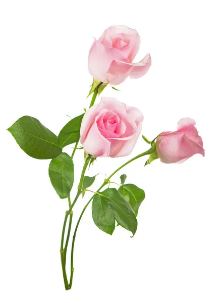 Bouquet Virágok Rózsaszín Rózsa Elszigetelt Fehér Background — Stock Fotó