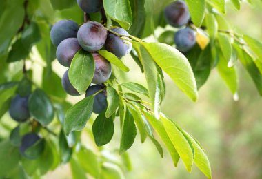 Dalları olgunlaşmış erikleri kapatın. Meyve bahçesindeki bir ağaç dalında olgun erikler.