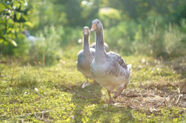 Çayırdaki evcil kazlar. Çimlerdeki kazlar, evcil kuşlar, kaz sürüsü.