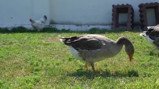 Divertidos gansos domésticos en la hierba verde — Vídeos de Stock