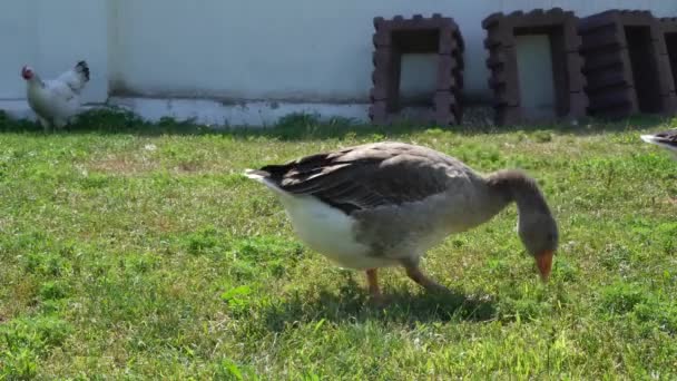 Смешные домашние гуси на зеленой траве — стоковое видео