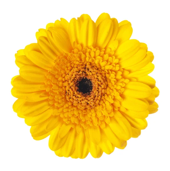 Gerbera Giallo Fiore Sfondo Bianco — Foto Stock