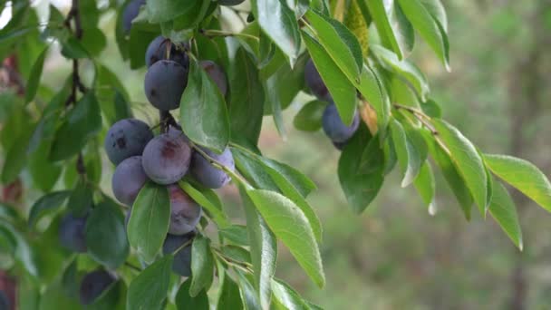Verse en heerlijke pruimenplanten groeien aan een boom — Stockvideo