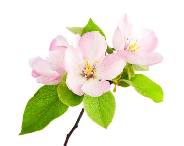 Beyaz Arka Planda Yeşil Yapraklı Elma Ağacı Çiçekleri — Stok fotoğraf