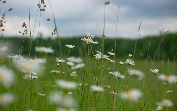 Flowering Chamomile Blooming Chamomile Field Chamomile Flowers Meadow Summer Stock Image