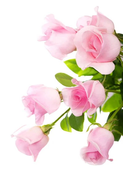 Bukett Med Rosa Rosor Blommor Isolerad Vit Bakgrund — Stockfoto