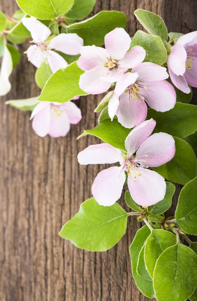 Pomme Fleurs Coing Sur Bois — Photo