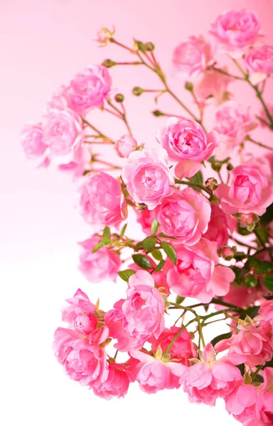 Beautiful Roses Bouquet Flowers Background — Stock Photo, Image