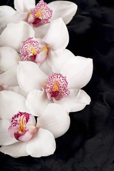 Orquídea Blanca Sobre Fondo Negro — Foto de Stock