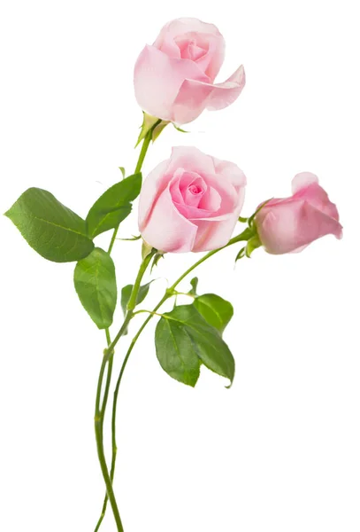 Ramo Rosas Rosadas Flores Aisladas Sobre Fondo Blanco —  Fotos de Stock