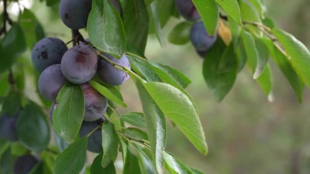 Ciruelas púrpuras azules maduras y hojas verdes en rama en el jardín — Vídeo de stock