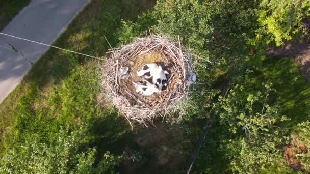 Las cigüeñas eclosionan polluelos en su nido. Las aves regresan a sus nidos durante los meses de primavera. Nido de cigüeña en un poste eléctrico — Vídeo de stock