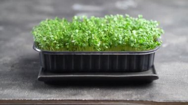 Yemek pişirmek. Arugula mikroyeşillikleri. Büyüyen roka filizleri. Evde tohum filizlenmesi. Vejetaryen ve sağlıklı gıda konsepti. Filizlenmiş tohumlar, mikro yeşil arkaplan.