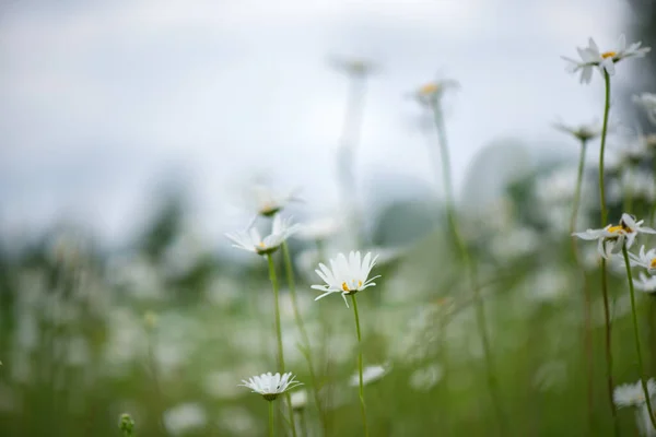 開花だ カモミールだ 夏に花を咲かせるカモミール畑 カモミールの花々 — ストック写真