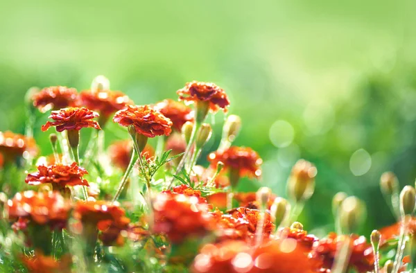 Herfst Bloemen Achtergrond Grote Dichte Struik Met Herfstbloemen Een Prachtige — Stockfoto
