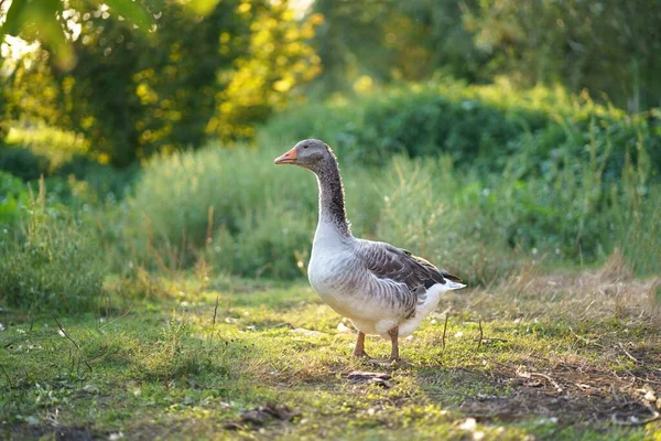 Krásné Husy Farmě Domácí Husa Husí Farma Husy Užívají Ranní — Stock fotografie