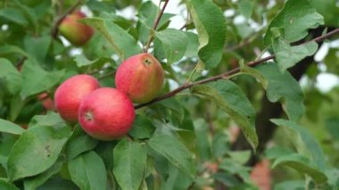 Sonbahar günü. Kırsal bahçe. Çerçevede olgunlaşmış kırmızı elmalar bir ağaçta. Ukrayna 'da yağmur yağıyor.,