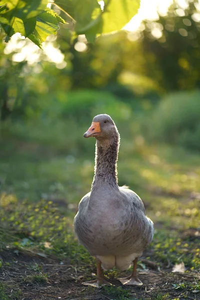 Krásné Husy Farmě Domácí Husa Husí Farma Husy Užívají Ranní — Stock fotografie