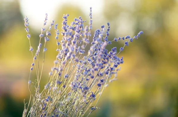 Campo Manhã Nascer Sol Paisagem Lavanda Buquê — Fotografia de Stock