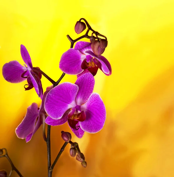 Flores Orquídeas Púrpuras Rosadas Sobre Gradiente Amarillo Con Fondo Bokeh —  Fotos de Stock