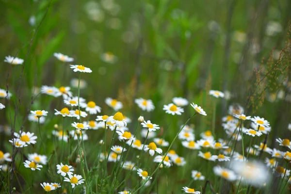 Kvetoucí Heřmánek Kvetoucí Heřmánkové Pole Heřmánkové Květy Louce Létě — Stock fotografie