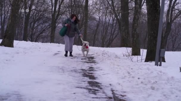Mujer caminando con un perro crianza americano bulldog en el parque en invierno — Vídeos de Stock
