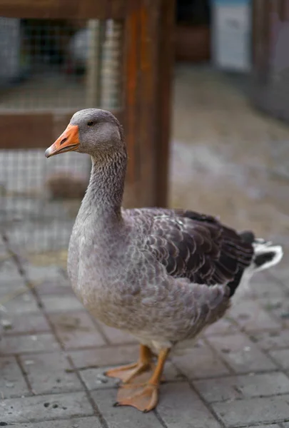 Prachtige Ganzen Een Boerderij Een Tamme Gans Ganzenboerderij Ganzen Genieten — Stockfoto