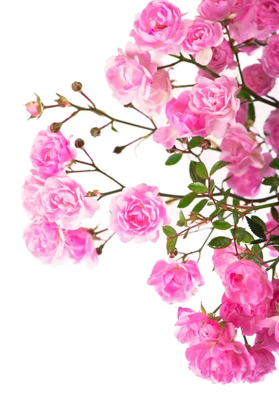 Rosas Bonitas Buquê Flores Fundo — Fotografia de Stock