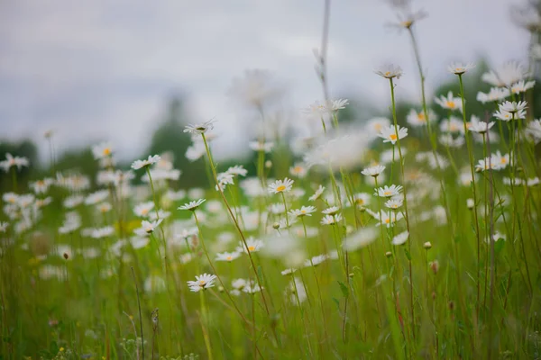 Blommar Kamomill Blommande Kamomillfält Kamomillblommor Äng Sommaren — Stockfoto