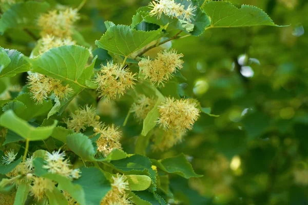 Flores Flor Madera Tilo Árbol Utilizado Para Preparación Curativo Fondo —  Fotos de Stock