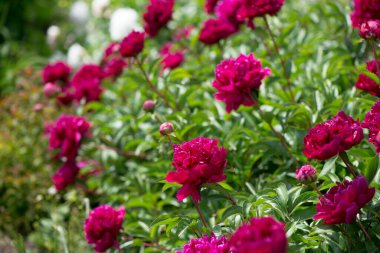 Arka planda pembe şakayıklar açan pembe şakayıklar. Şakayık bahçesi