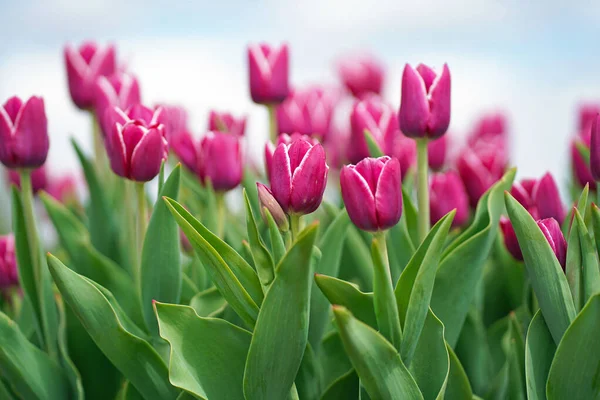 Hermoso Ramo Tulipanes Tulipanes Coloridos Naturaleza Fondo — Foto de Stock