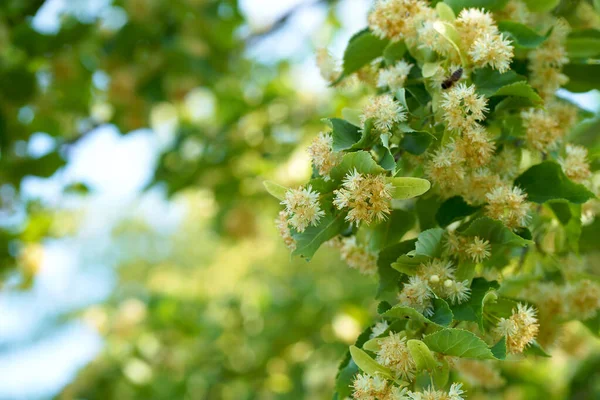 Een Hommel Haalt Stuifmeel Uit Een Lindeboom Een Grote Bij — Stockfoto