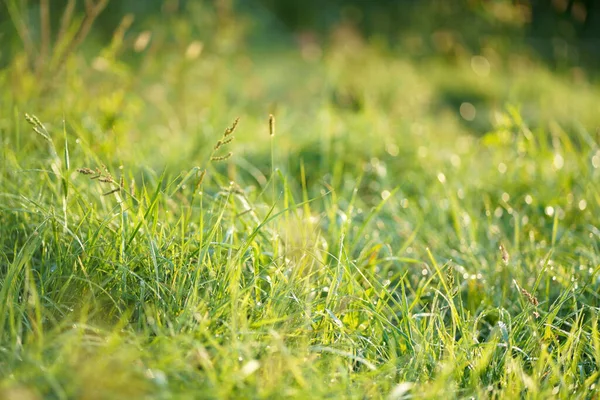 Sabah güneşinde çimen, güzel doğal görüntü, yakın çekim makro, duvar kağıdı için güzel, doğa arka plan.