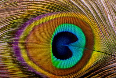 Tavus kuşu tüyü beyaz izole makro