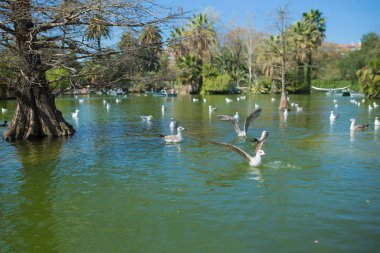 Ciutadella parkında ağaçlar ve palmiyelerle çevrili bir gölün sularında martılar uçuyor ve sakince yüzüyorlar. Güneşli bir günde Barselona İspanya 'da mavi gökyüzü ve beyaz bulutlar var.