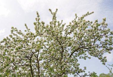 Baharda çiçek açan elma bahçesi. Güzellik dünyası.
