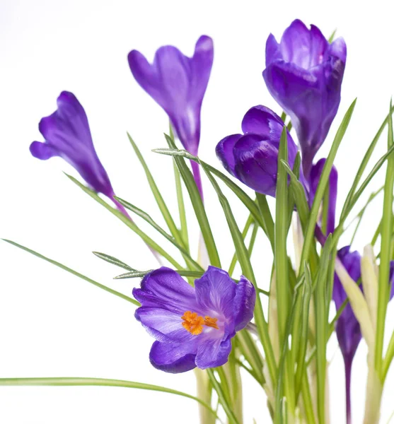 Krokusblüte Frühjahr Isoliert — Stockfoto