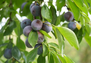Bahçede olgun eriklerin dalında.