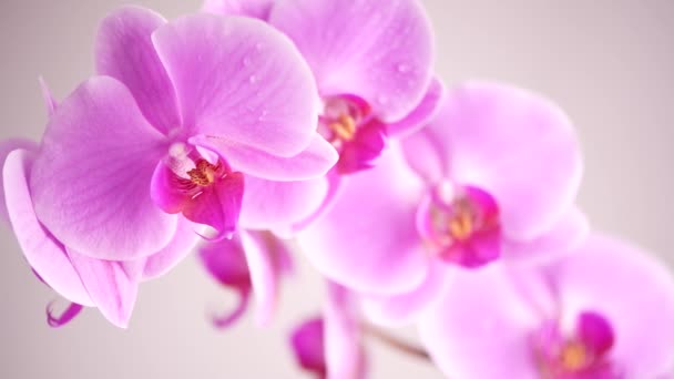 Красивые фиолетовые цветы Phalaenopsis орхидеи, на белом фоне — стоковое видео