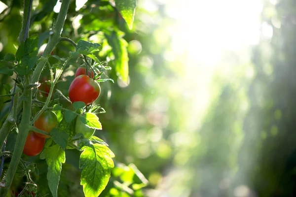 成熟的红色李子西红柿 绿叶丛生 温室蔬菜种植 — 图库照片