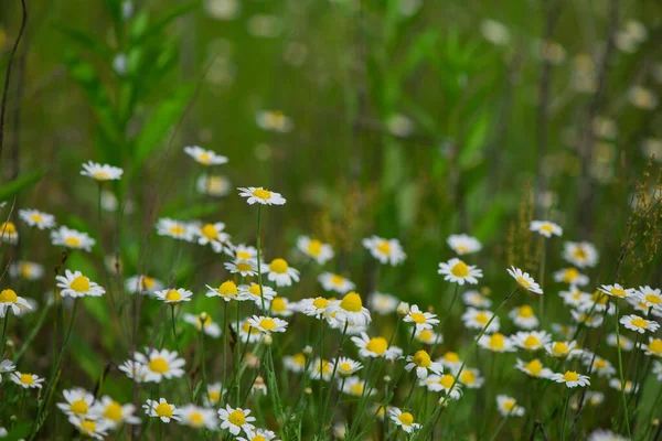 Blommar Kamomill Blommande Kamomillfält Kamomillblommor Äng Sommaren — Stockfoto