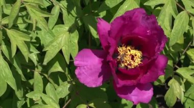 Çok güzel çiçek açan ağaç şakayığı, şakayık çiçeği, çalıların üzerindeki şakayık.