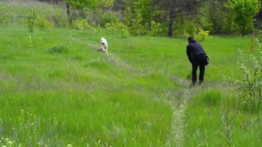 Bir adam köpek cinsi Amerikan bulldoguyla oynuyor. Köpekle birlikte yürü. Aile tatili. Dinlen, ormanda gün boyu dinlen
