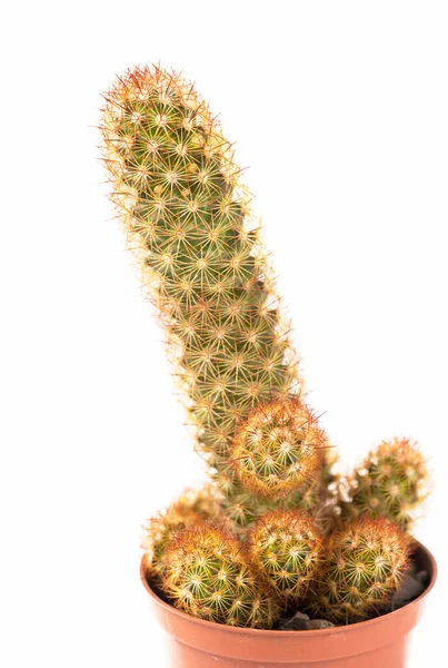 Close Van Kleine Cactus Huisplant Pot Witte Achtergrond — Stockfoto